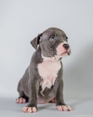 sad gray puppy on white background