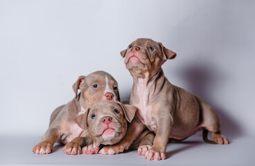 many little cute puppies lie on a white background