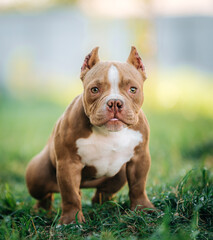 beautiful American bully puppy outdoors in summer