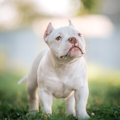 Obraz premium American Bully puppy walking on the grass
