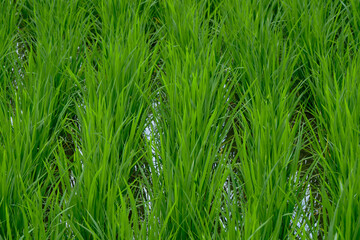 緑が鮮やかな梅雨の季節の水田