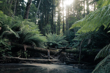Obraz premium Rainforest river crossing