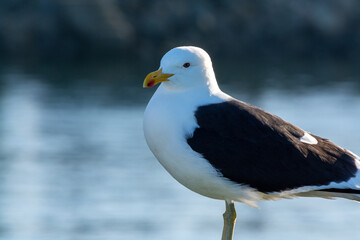 Naklejka premium Gaviota Dominicana (Larus dominicanus)