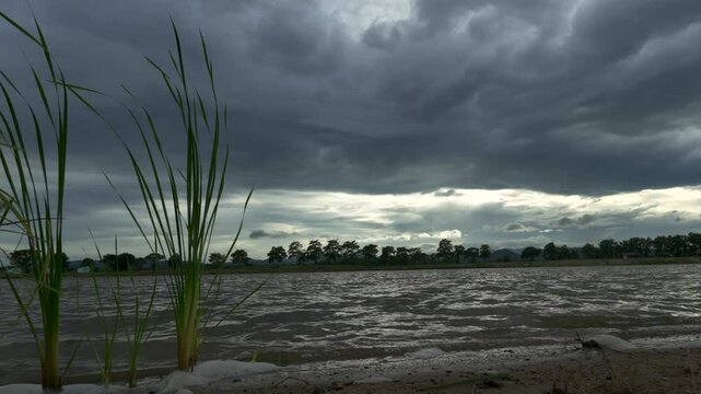 Wide angle view of sunset at the lake during cloudy, rainy weather with maidencane plant in the foreground.