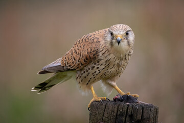 An alert female kestrel is perched on the top of a post eating a small rodent. He is staring at the camera