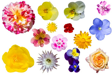 Flores variadas de colores © alfonsosm