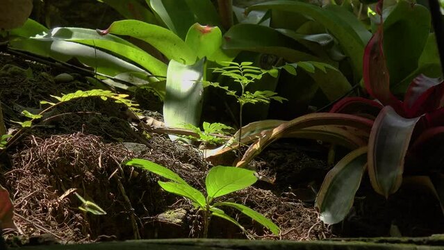 Closeup view of group of sundance orchids on the grounds of tropical forest in Asia.