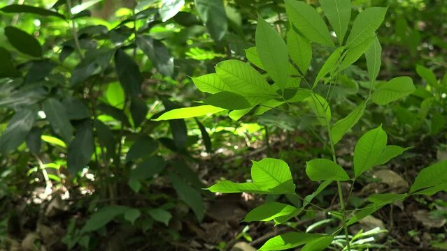 Leaves of rubber tree blown by the wind in sunlight in the forest.