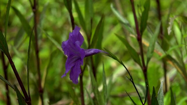 Pink oleander flover moved by the wind with blurred green background.