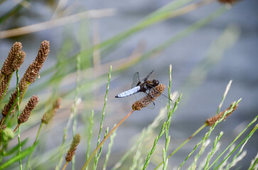 Libellula depressa. Blue flat bellied dragonfly waiting on a stick