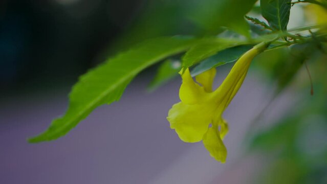Yellow flowers hanging from branch above the road.