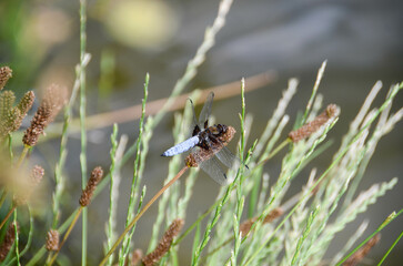 Libellula depressa. Blue flat bellied dragonfly waiting on a stick