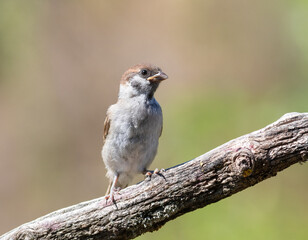Eurasian tree sparrow, Passer montanus. A young bird sits on a thick old branch