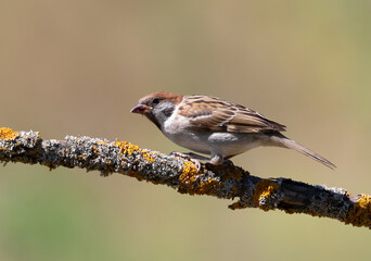 Eurasian tree sparrow, Passer montanus. A bird sits on a beautiful branch on a blurred background