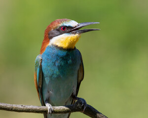 European bee-eater, merops apiaster. Close-up of a bird on a beautiful green background