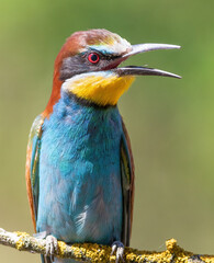 European bee-eater, merops apiaster. A close-up of the calling bird