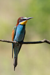 European bee-eater, merops apiaster. A bird sitting on a branch on a beautiful green background