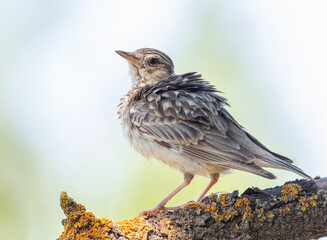 Woodlark, Lullula arborea. A bird ruffles its feathers