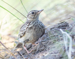 Woodlark, Lullula arborea. A bird standing on a hillside