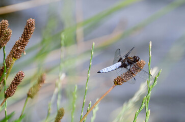 Libellula depressa. Blue flat bellied dragonfly waiting on a stick