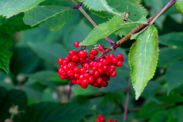 Rowan branch with a bunch of red ripe berries.