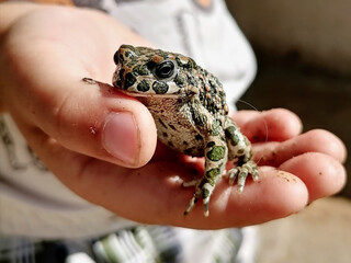A person holding a toad caught from a nearby creek.