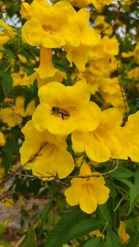 Honey bees Yellow Tecoma stans blooming at summer, Yellow bells, Yellow elder flower, yellow trumpetbush, Botanical flowers early summer
