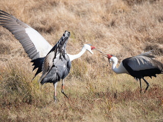 Pair of Wattled Cranes dancing