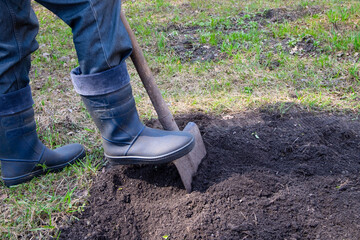 A man in rubber boots digs the ground with a shovel. Spring agricultural work