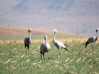 Blue Crane juvenile