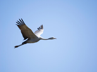 Blue Crane flying in blue sky