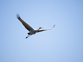 Blue Crane flying in blue sky