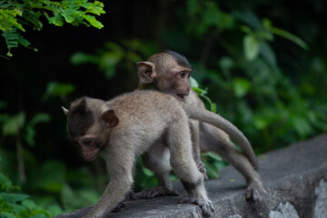 Fototapeta premium 可愛いサル