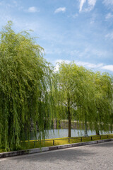 Weeping Trees in the Park