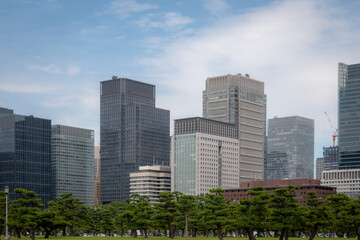 Japanese Pine Trees and Skyscrapers