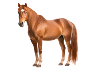 horse isolated on transparent background