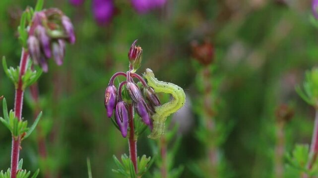 A small green caterpillar of a Geometrid moth on Bell Heather. Highgate Common. Staffordshire. Summer. UK