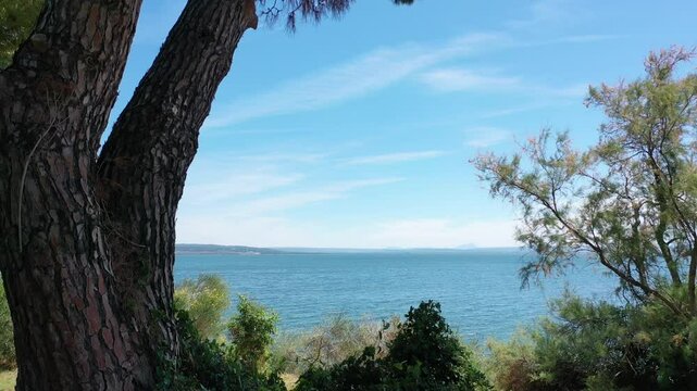 Video from a drone flying smoothly through the branches of pine trees to the open sea on a sunny summer day, the coast of Istres, Provence, France