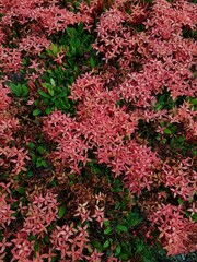Closeup of red  flower on blurred green background with copy space using as background natural flora landscape, ecology cover page concept.