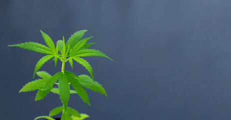 Cannabis plant, marijuana leaves on dark