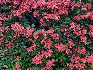 Closeup of red  flower on blurred green background with copy space using as background natural flora landscape, ecology cover page concept.