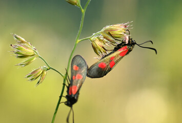 Owady na trawie. © Adam