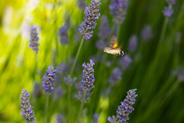Hawk moth. Macroglossum stellatarum. Nature background.