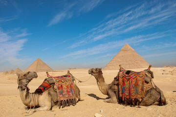 camel in the front of pyramids, Egypt