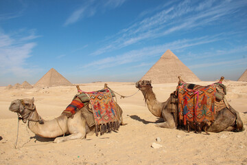 camel in the front of pyramids, Egypt