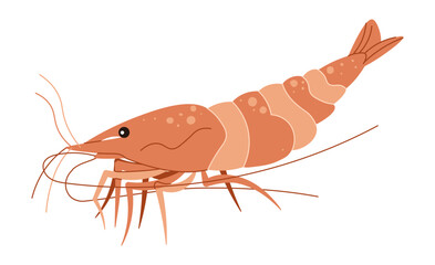 Hand drawn shrimp. Vector illustration of a crustacean in doodle style. Suitable for decoration, sticker design