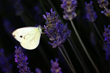 Butterfly. Pieris pseudorapae. False Small White. Macro nature. Nature background. 