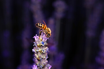 Bumblebee. Bombus. Bombus terrestris. Nature background.   
