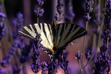 Iphiclides podalirius. Scarce Swallowtail. Macro nature. Nature background. 