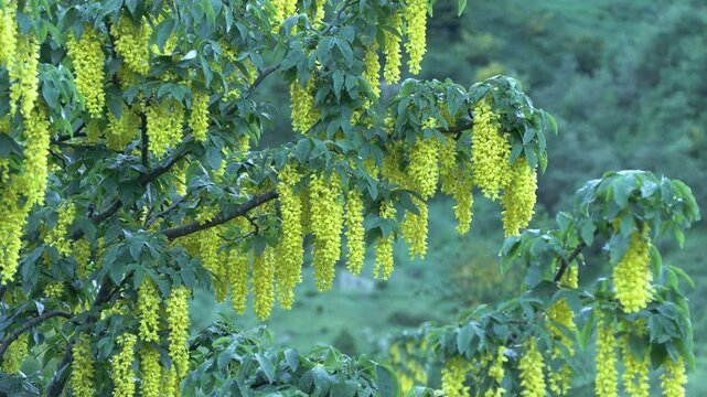  Laburnum anagyroides maggiociondolo 